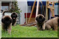 leonberger 067.jpg